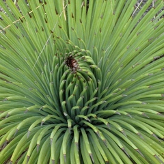 Agave striata
