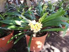 Clivia miniata citrina