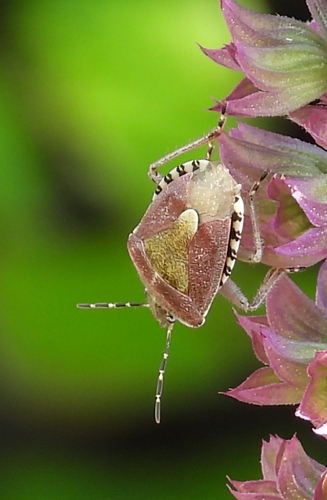 Sloe Bug