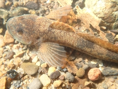Cottus perifretum