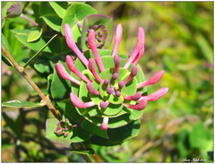 Lonicera implexa