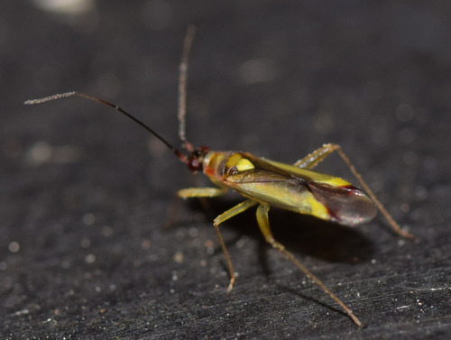 Campyloneura virgula