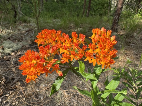 butterfly milkweed