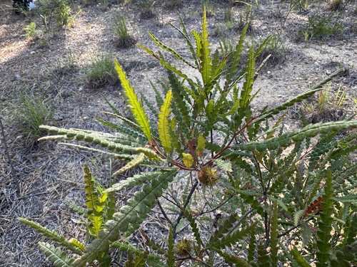 sweetfern