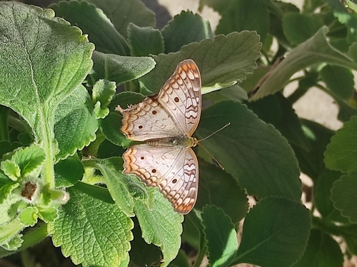 White Peacock