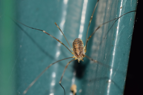 Canestrini's Harvestman