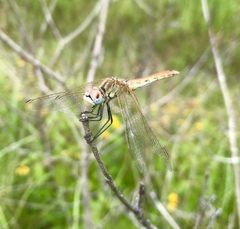 Sympetrum fonscolombii