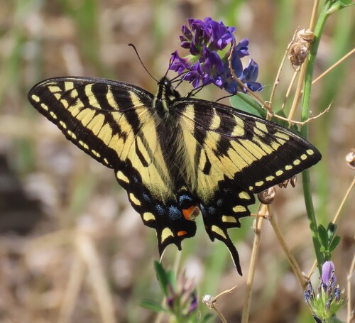Canadian Tiger Swallowtail