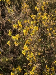 Genista anglica