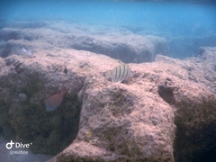 Acanthurus triostegus sandvicensis