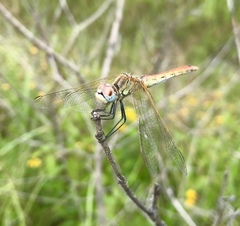 Sympetrum fonscolombii