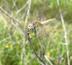 Sympetrum fonscolombii