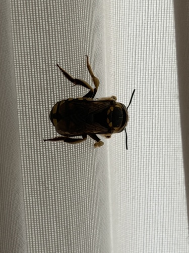 Florentine Woolcarder Bee