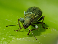 Pachyrhinus lethierryi