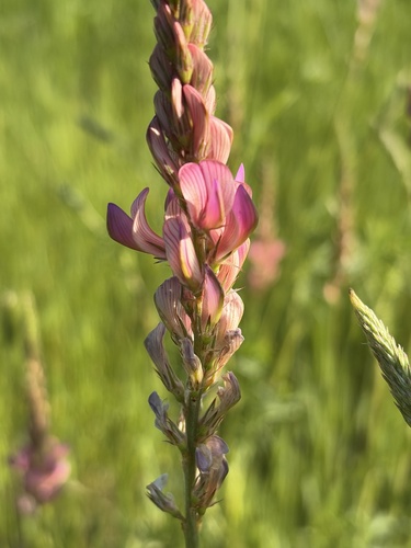 Sainfoin