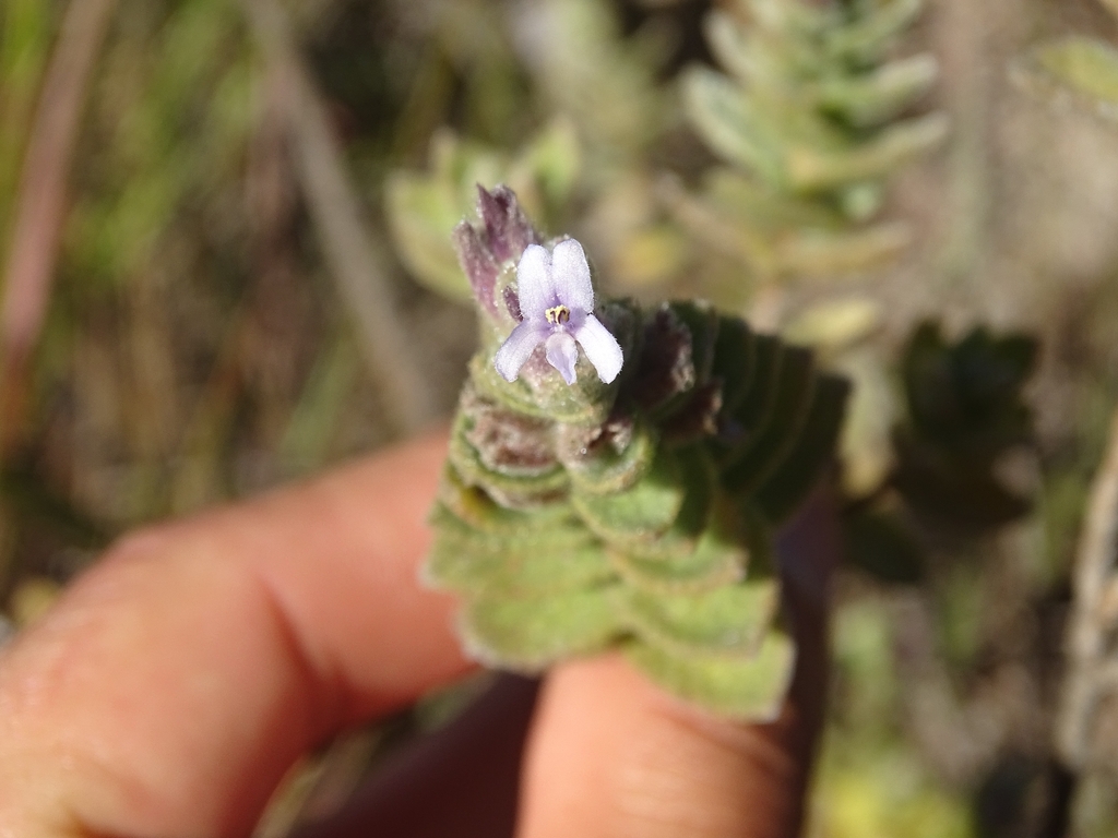 Oocephalus pubescens