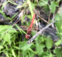 Sympetrum fonscolombii