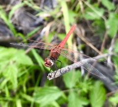 Sympetrum fonscolombii