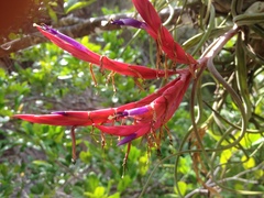 Tillandsia caput-medusae