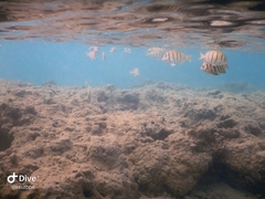 Acanthurus triostegus sandvicensis