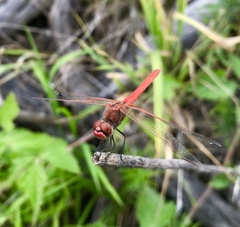 Sympetrum fonscolombii