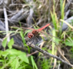 Sympetrum fonscolombii