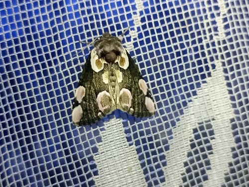 Peach Blossom Moth photo 5