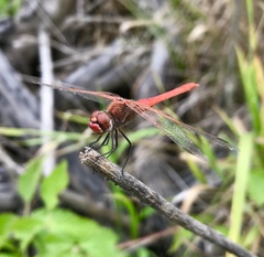 Sympetrum fonscolombii