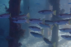 Ellochelon vaigiensis