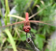 Sympetrum fonscolombii