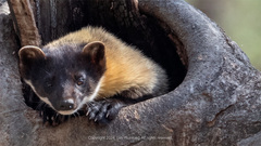 Yellow-Throated Marten photo 4