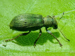 Pachyrhinus lethierryi