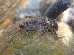 Ecdyonurus