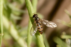 Episyrphus balteatus