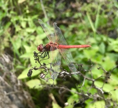 Sympetrum fonscolombii