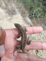 Stenocercus ornatissimus