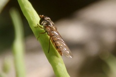 Episyrphus balteatus