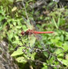 Sympetrum fonscolombii