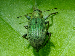 Pachyrhinus lethierryi