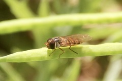 Episyrphus balteatus