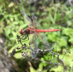 Sympetrum fonscolombii