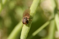 Episyrphus balteatus