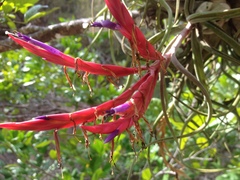 Tillandsia caput-medusae