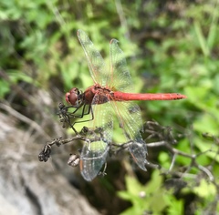 Sympetrum fonscolombii