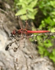 Sympetrum fonscolombii
