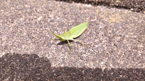 Atractomorpha lata