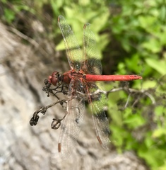 Sympetrum fonscolombii