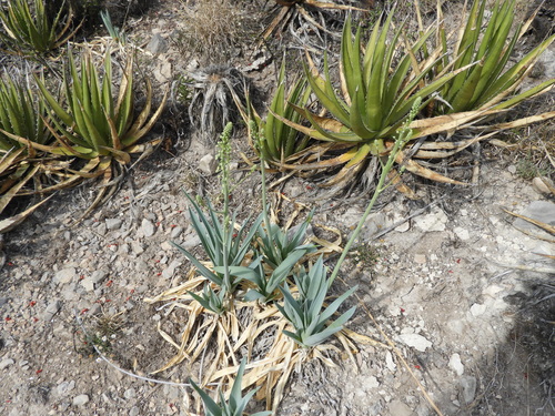 Hemiphylacus latifolius, photograph 5