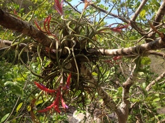 Tillandsia caput-medusae