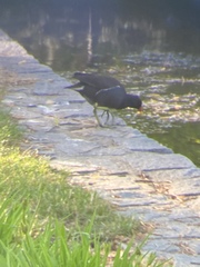 Gallinula chloropus